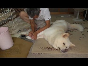 【秋田犬ゆうき】お利口さん♪と思うかもしれないが老眼鏡を掛けた爺の爪切りは危なくて動けない【akita dog】