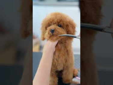 初めてのハサミにドキドキなトイプードルの子犬 #asmr #shorts  #子犬 #トリミング #asmr #ヘアカット