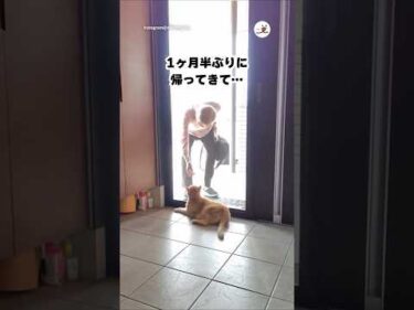 入院していた大好きなおじいちゃんが帰ってきて｜PECO