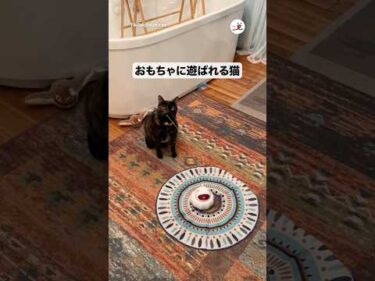 おもちゃに心底迷惑そう…｜PECO
