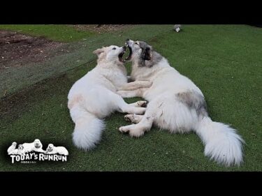 ベルの機嫌をうかがいながらひとりで遊んだり絡んだりするリリーです　Great Pyrenees　グレートピレニーズ