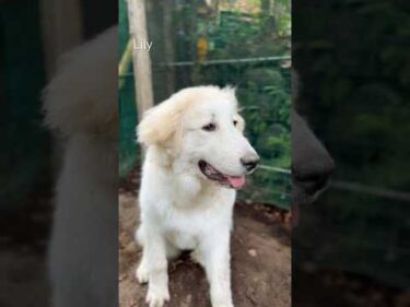 Lily リリー #greatpyrenees #todaysrunrun #グレートピレニーズ #今日のルンルン