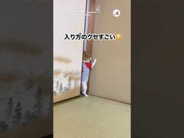 こんな入り方するワンコいる？→あっ笑｜PECO