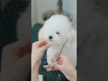 ウルウルお目目が可愛すぎる！トイプードルの子犬をトリミング #asmr #shorts  #子犬 #トリミング #asmr #ヘアカット