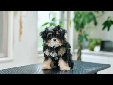 可愛すぎる！元気いっぱいなチワプーの子犬が初トリミングに挑戦！