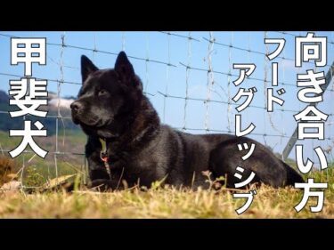 【甲斐犬】瑞稀くんのお礼と報告 後半フードアグレッシブ改善方法について