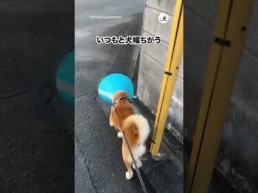 いつもとちがうので…｜PECO