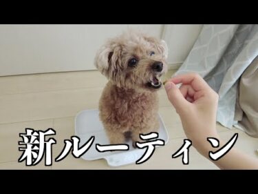 愛犬の体調管理の為に新ルーティンで専用体重計を取り入れました！【トイプードル】