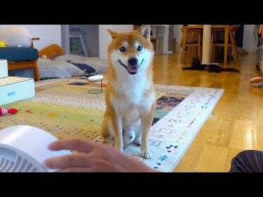 エアコン故障で大ピンチ！柴犬を守るため必死にもがいた結果が、これ。