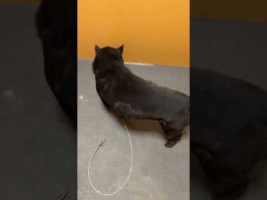 瑞稀くん引越ししました
