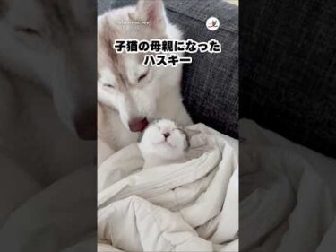 子猫の母親になったシベリアンハスキー｜PECO