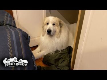 雷が怖くて…お父さんのクローゼットから出てこないアランです　Great Pyrenees　グレートピレニーズ