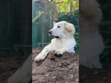 Lily リリー #greatpyrenees #todaysrunrun #グレートピレニーズ #今日のルンルン