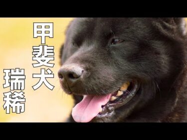【甲斐犬】瑞稀くんの引越しライブ15時30分より配信
