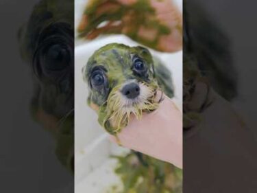眉毛が可愛いチワプーの子犬、初トリミングに挑戦/ Adorable Eyebrowed Puppy’s First Grooming #トリミング #子犬 #asmr #puppy  #犬のいる暮らし