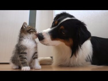 子猫へのキスが止まらない犬
