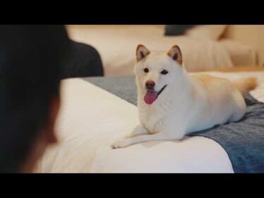 なんだここは… 犬も泊まれるじゃない、“愛犬が主役”な宿だった。