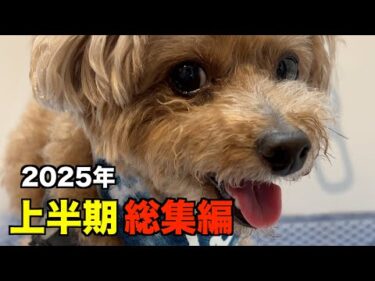 2025年上半期総集編！【トイプードル】