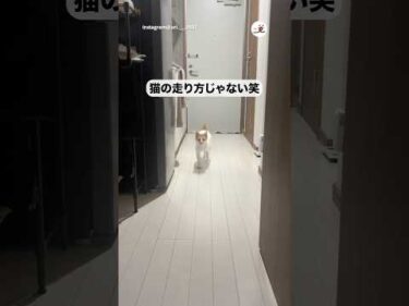 それ、猫の走り方じゃないよ｜PECO