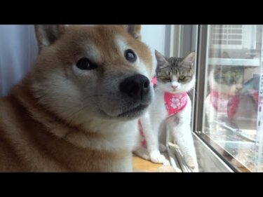 え、マジ？柴犬に新人猫が見せた大胆過ぎる動き！度胸がすごいと話題に。