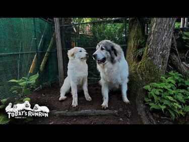 大好きな秘密基地で仲良く穴掘りをするベルとリリーです　Great Pyrenees　グレートピレニーズ