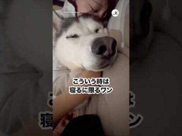 家族の修羅場はこう乗り切るハスキーさん｜PECO