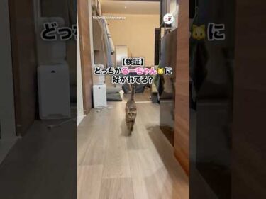 二人の愛を受け止めるるーちゃん🐱｜PECO