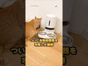 メーカー泣かせの猫様現る｜PECO