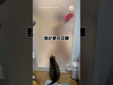 【音ハメ】毎日やってます😂｜PECO
