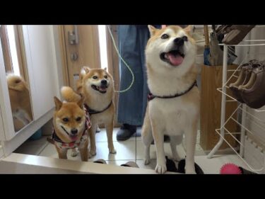 柴犬とお見舞いのため実家へ行ったら、一つの異変に気づきました。