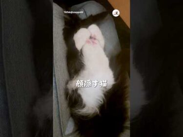 足で顔を隠す猫｜PECO