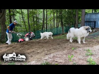 耕運機でフワフワになった砂場をとても喜んだベルとリリーです　Great Pyrenees　グレートピレニーズ