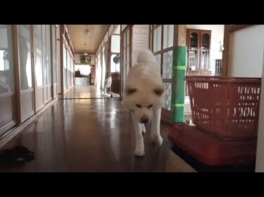【秋田犬ゆうき】飼い主が帰ってきたときは犬の務めとして出迎えるが何となく面倒くさそう【akita dog】
