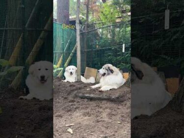 Belle ベル Lily リリー #greatpyrenees #todaysrunrun #グレートピレニーズ #今日のルンルン