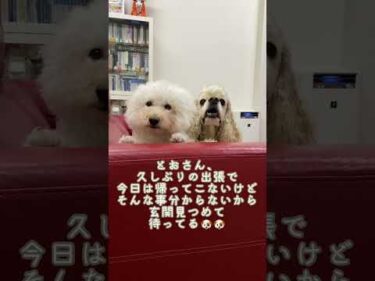 玄関見つめて待ってる🐶🐶#shorts