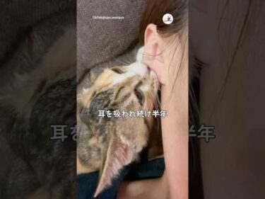 猫に耳を吸われ続け半年｜PECO