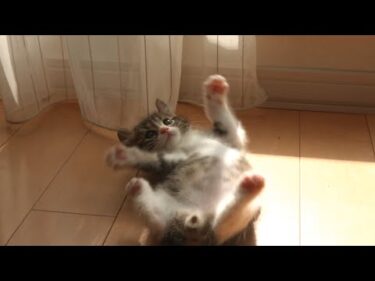 ワンコがいなくてなんだか物足りなさそうな子猫の1日