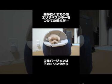見てない隙に…  #犬 #トイプードル #かわいい #トイプードルの虎太郎三桜 #癒し #といぷーどる #こたみお