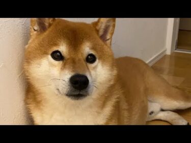 よりめのはちくん。 がライブ配信中！