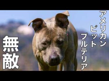 【天下無敵ピットブル】ピーちゃんイタズラ総集編