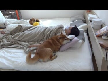 柴犬を冷やして！そんな依頼をママへ→柴犬のママ愛が爆発する事態に。
