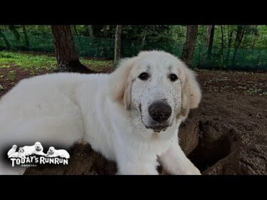 シャンプー翌日にはリボンは無いし穴掘りをしているリリーです　 Great Pyrenees　グレートピレニーズ