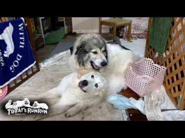 リリーが成長してきたせいか徐々に指導に入り始めたベルです　Great Pyrenees　グレートピレニーズ