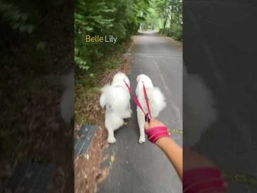 Belle ベル Lily リリー #greatpyrenees #todaysrunrun #グレートピレニーズ #今日のルンルン