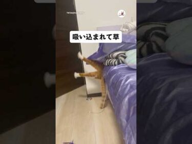 ベッドの間が好きにも程があるよ😂｜PECO