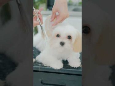 初トリミングでクンクン鳴いてしまう子犬 #asmr #shorts  #子犬 #トリミング #asmr #ヘアカット