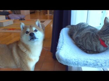 柴犬が猫の悪戯現場に立ち会うと‥様子がおかしくなりました。。