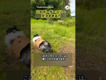 【神技】天才ボーダーコリー｜PECO