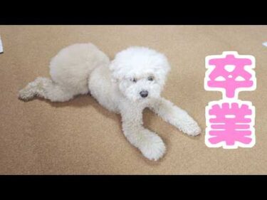 【ご報告】トレードマークのおパンツカットを卒業しました！