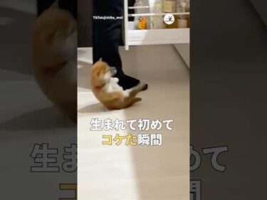 生まれて初めてコケた瞬間｜PECO #shorts